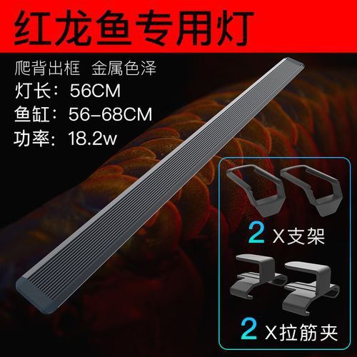 金龍魚怎么養(yǎng)發(fā)色好看圖片視頻