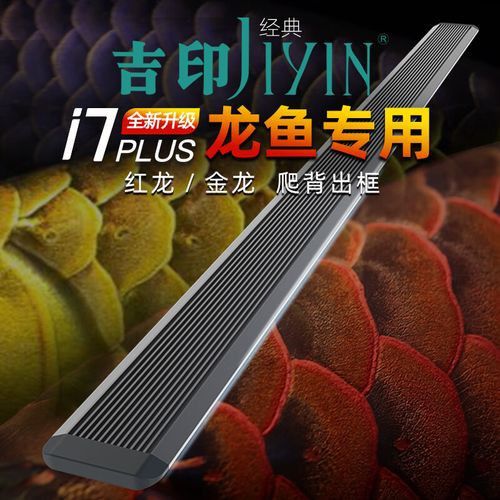金龍魚怎么養(yǎng)發(fā)色好看圖片視頻