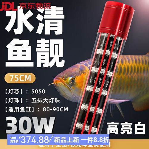 金龍魚怎么養(yǎng)發(fā)色好看圖片視頻
