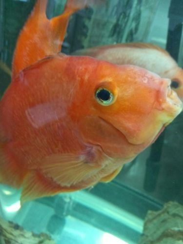 銀龍魚(yú)身上有黑點(diǎn)圖片大全