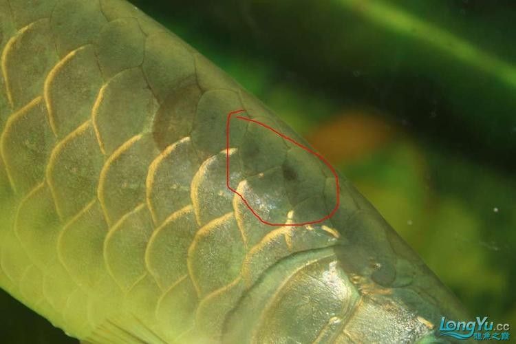 銀龍魚(yú)身上有黑點(diǎn)圖片大全