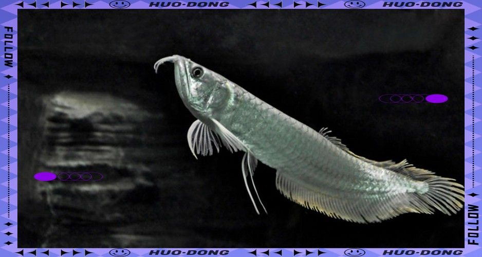 銀龍魚(yú)身上有黑點(diǎn)圖片大全