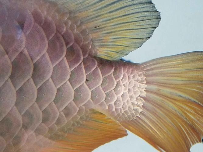 銀龍魚(yú)身上有黑點(diǎn)圖片大全