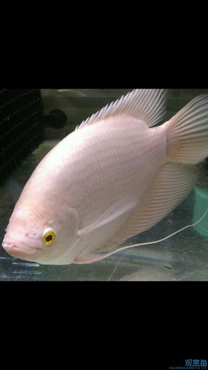 龍魚能和戰船一起養嗎圖片