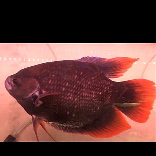 龍魚能和戰船一起養嗎圖片