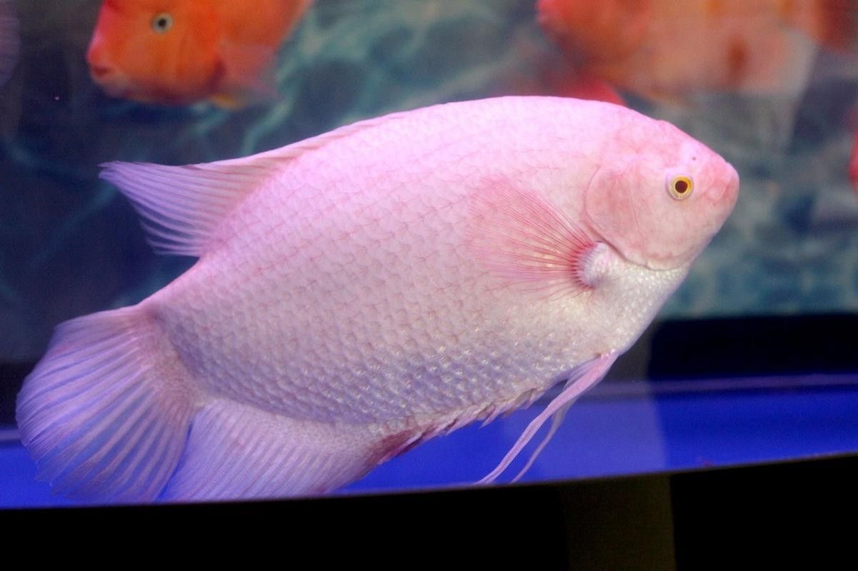 龍魚能和戰船一起養嗎圖片