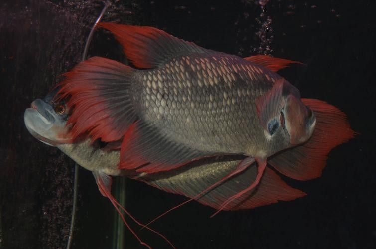 龍魚能和戰船一起養嗎圖片