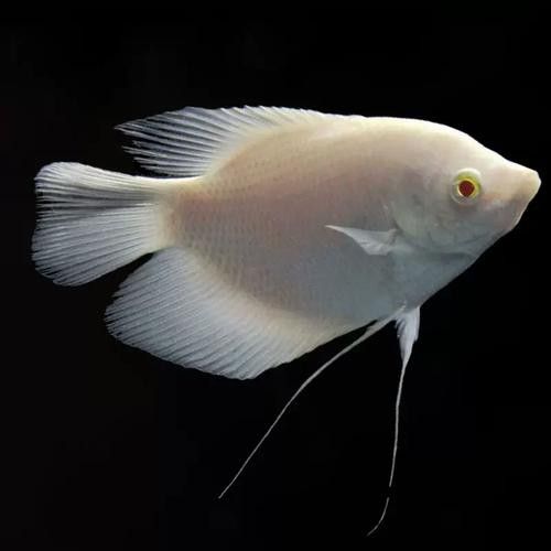 龍魚能和戰船一起養嗎圖片