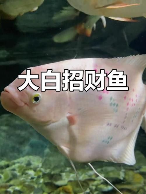 龍魚能和戰船一起養嗎圖片