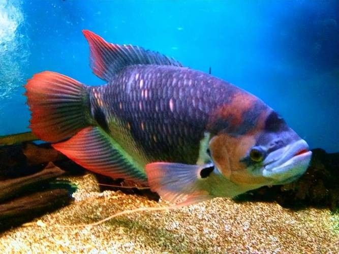 龍魚能和戰船一起養嗎圖片