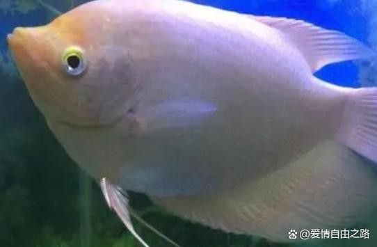 龍魚能和戰船一起養嗎圖片