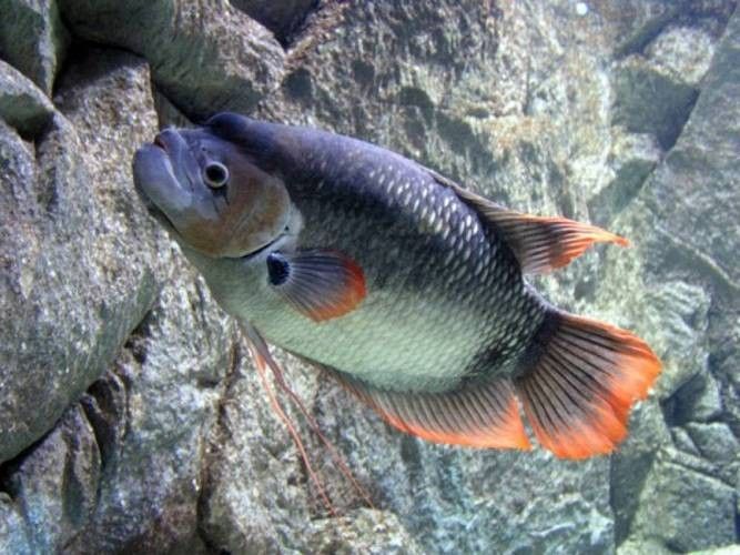 龍魚能和戰船一起養嗎圖片