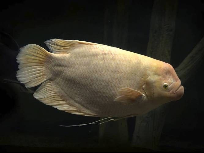 龍魚能和戰船一起養嗎圖片
