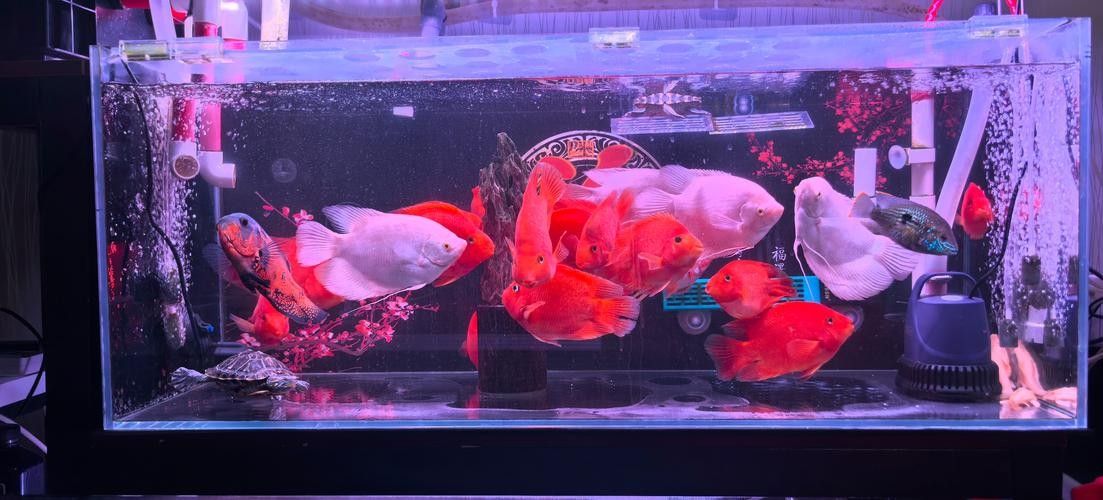 龍魚能和戰船一起養嗎圖片