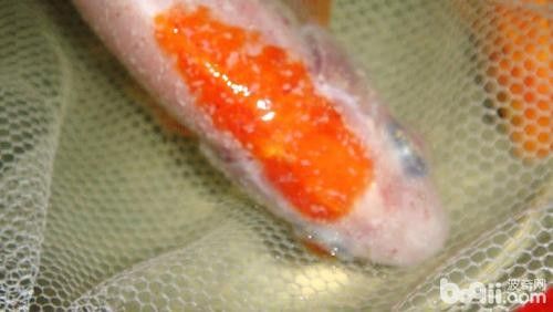 銀龍魚身上有小白點的圖片大全視頻