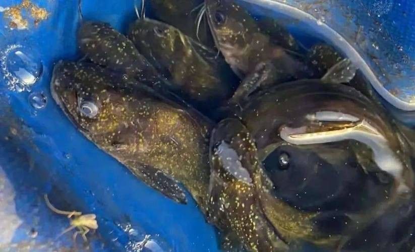 銀龍魚身上有小白點的圖片大全視頻