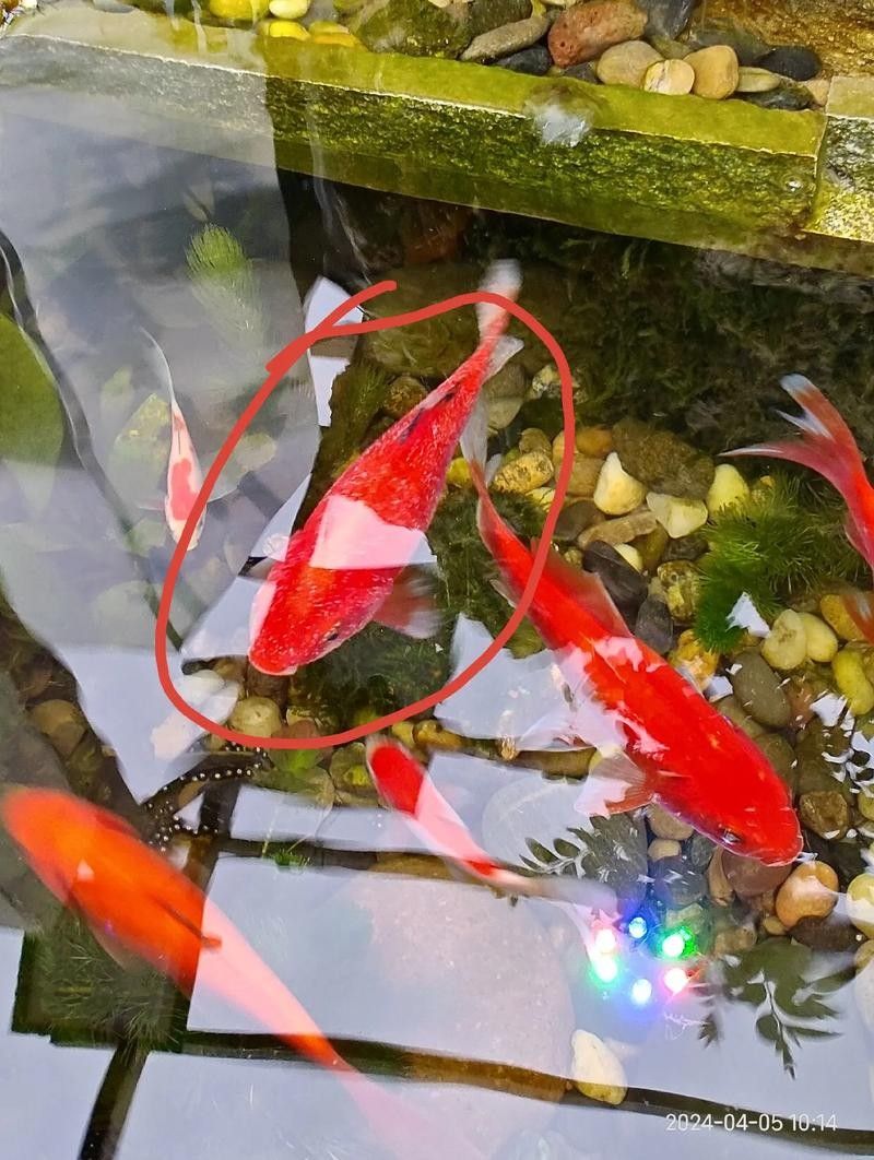 銀龍魚身上有小白點的圖片大全視頻