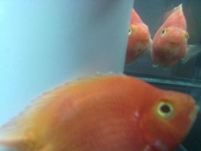 銀龍魚身上有小白點的圖片大全視頻