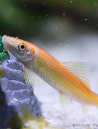 銀龍魚身上有小白點的圖片大全視頻