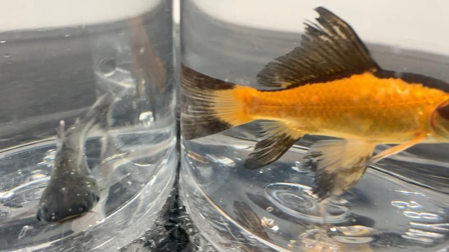 銀龍魚身上有小白點的圖片大全視頻