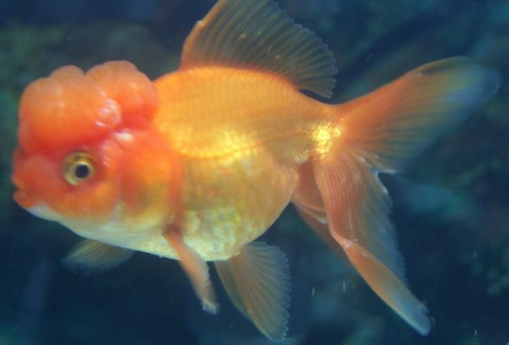 銀龍魚身上有小白點的圖片大全視頻