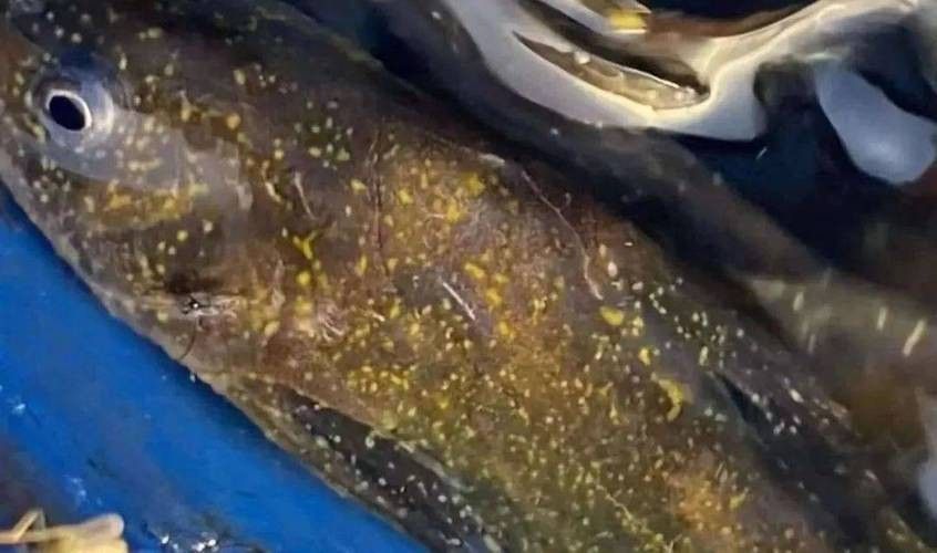 銀龍魚身上有小白點的圖片大全視頻