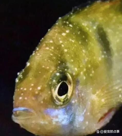 銀龍魚身上有小白點的圖片大全視頻