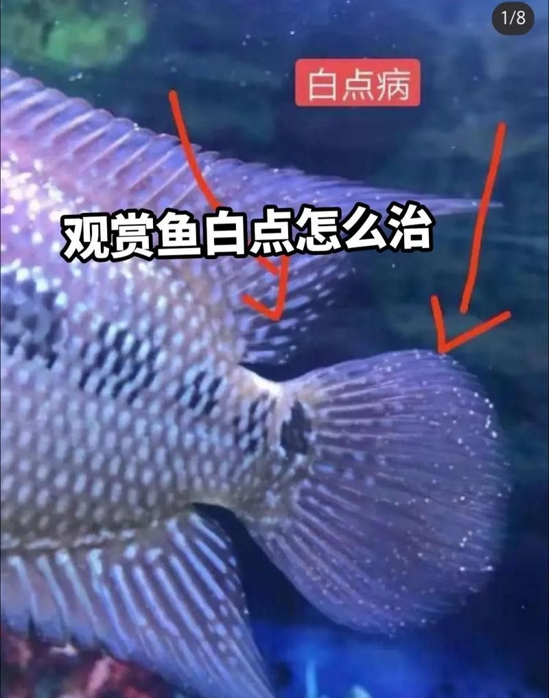 銀龍魚身上有小白點的圖片大全視頻