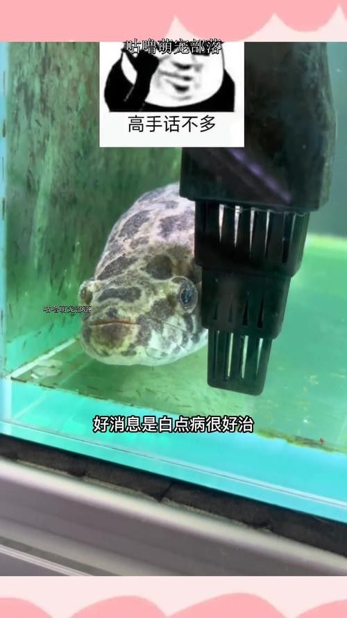 銀龍魚身上有小白點的圖片大全視頻