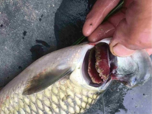 銀龍魚身上有小白點的圖片大全視頻