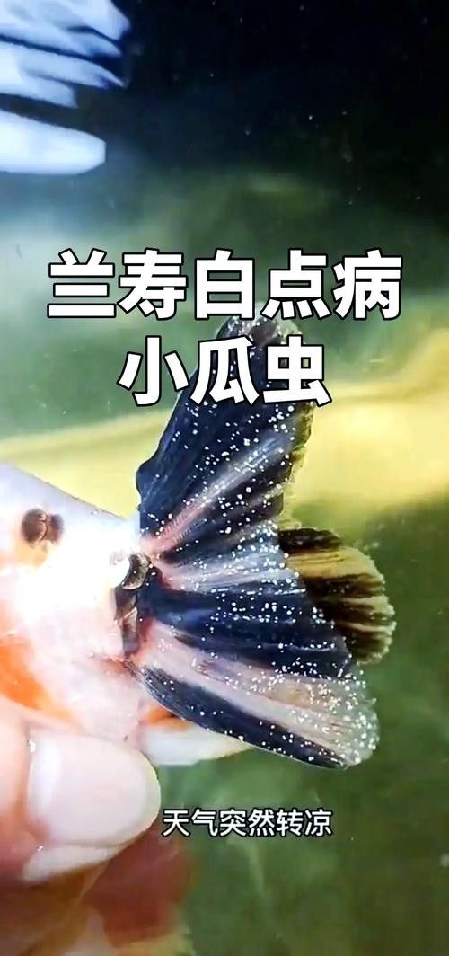 銀龍魚身上有小白點的圖片大全視頻