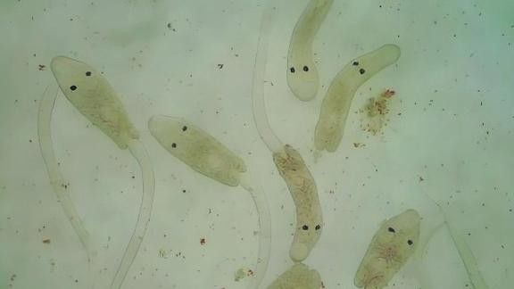 銀龍魚身上有小白點的圖片大全視頻