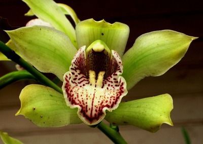 招財(cái)貓魚(yú)和紅招魚(yú) 金龍魚(yú)一起養(yǎng)嗎（招財(cái)貓魚(yú)和紅龍魚(yú)混養(yǎng)有風(fēng)險(xiǎn)嗎？）