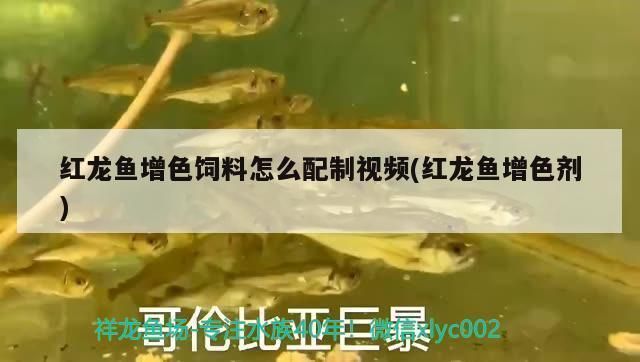 紅龍魚增色劑，關(guān)于紅龍魚增色劑使用的一些建議