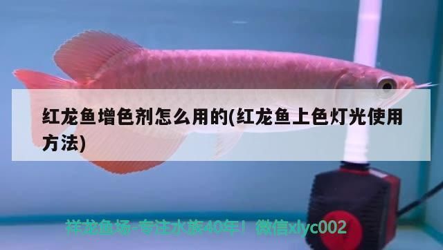 紅龍魚增色劑，關(guān)于紅龍魚增色劑使用的一些建議