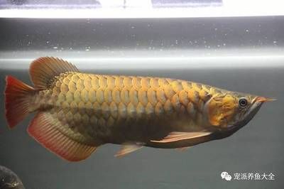 龍魚喂多了會怎么樣嗎：龍魚喂多了會怎么樣