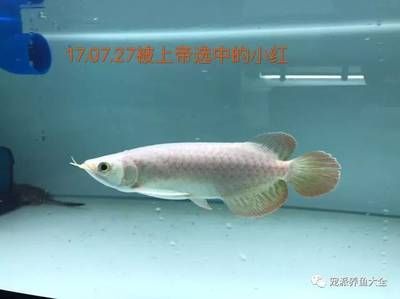 龍魚喂多了會怎么樣嗎：龍魚喂多了會怎么樣