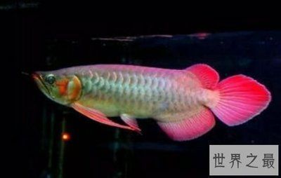 龍魚別名叫什么名字：龍魚的一些常見別稱