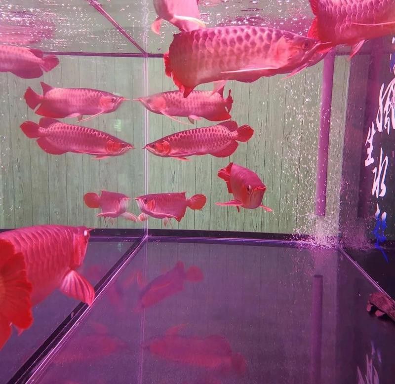 金龍魚專用燈可以用來植物光合作用嗎