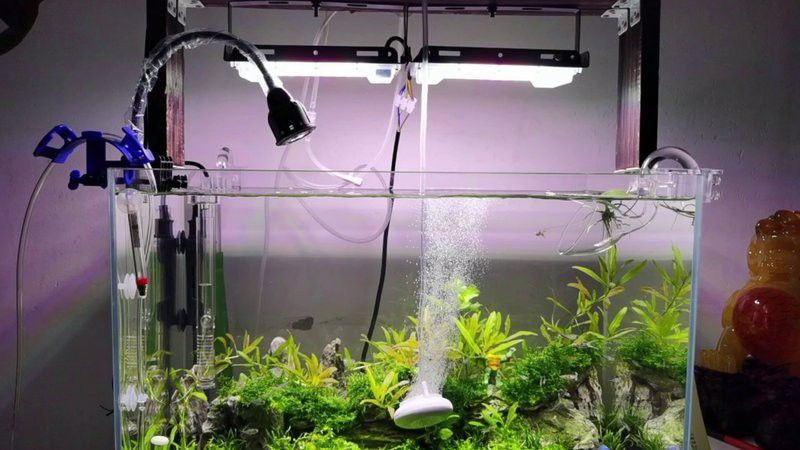 金龍魚專用燈可以用來植物光合作用嗎