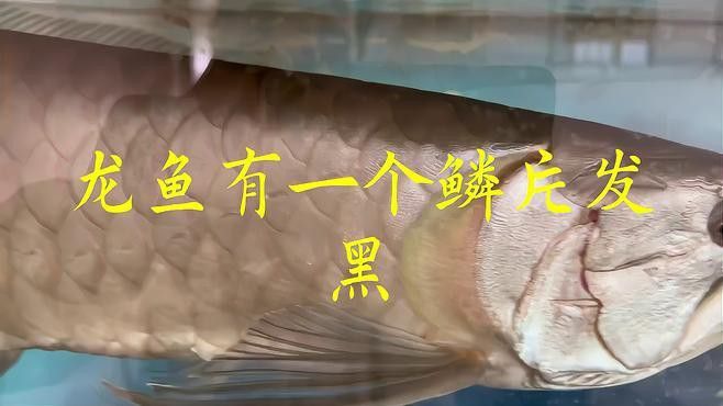龍魚鱗片發黑需要多久才能恢復？