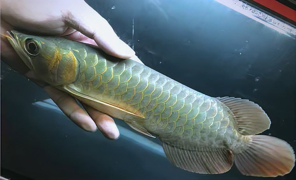 龍魚恢復期需要多久？