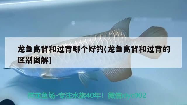 龍魚高背和過背哪個好一點，龍魚的高背和過背各有特點
