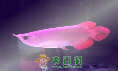 紅龍魚怎么樣換食用鹽水：紅龍魚換水技巧