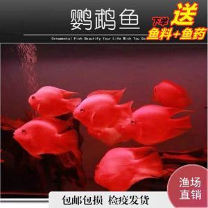 紅色銀龍魚價(jià)格多少錢一只（2024年8月紅龍魚銀龍魚哪種貴）