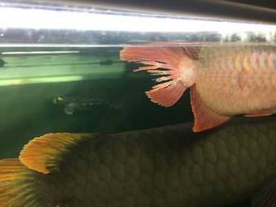 龍魚尾巴圖片欣賞：關于龍魚尾巴的圖片欣賞