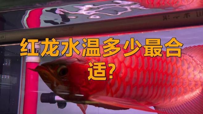如何降低紅龍魚繁殖難度？