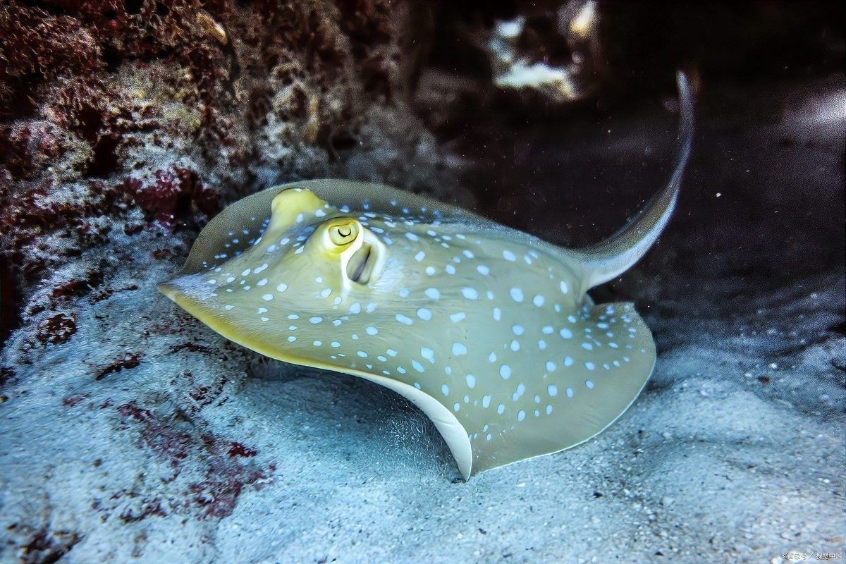 魟魚和龍魚混養需要多長時間適應？