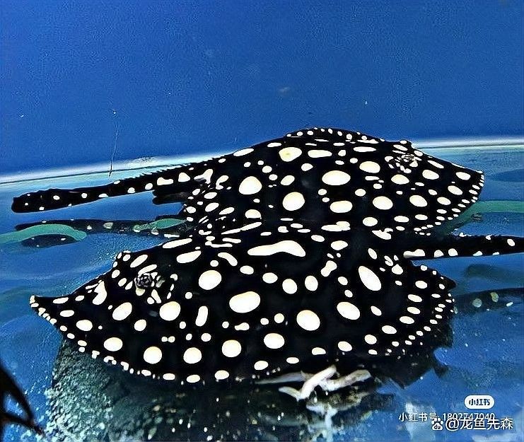 魟魚和龍魚混養需要多長時間適應？