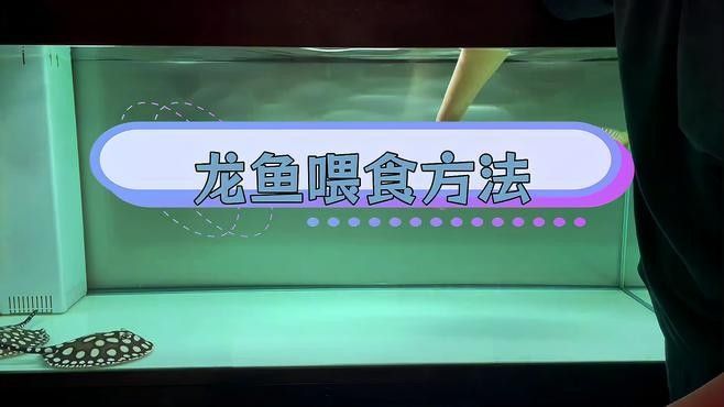 魟魚和龍魚混養需要多長時間適應？